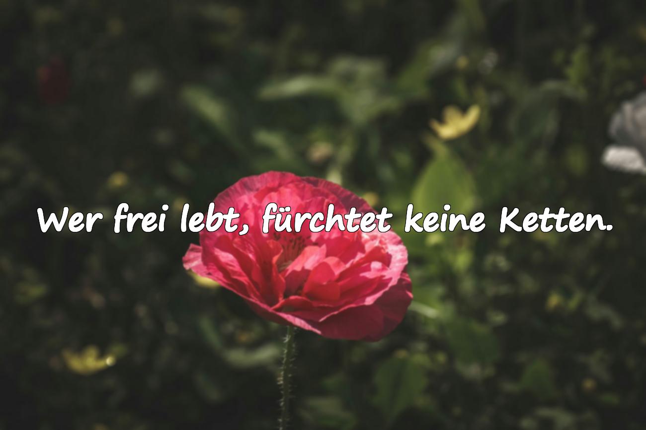 spruch freiheit
