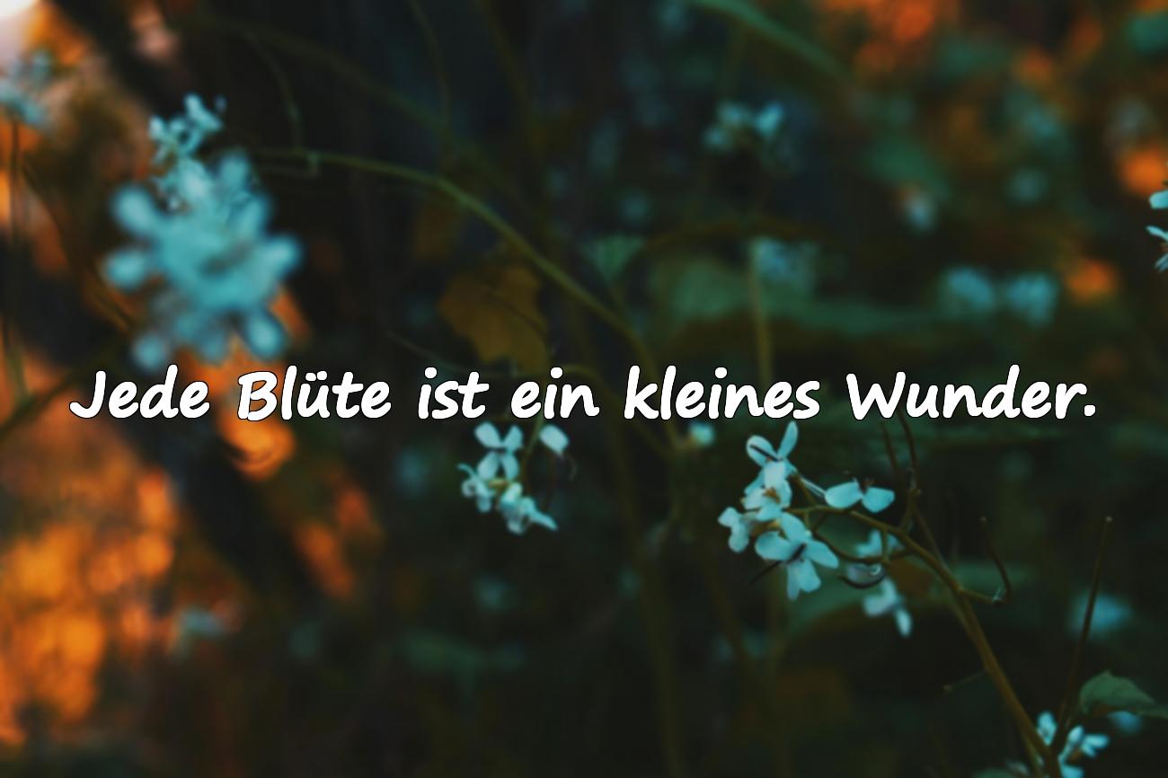 sprüche blumen