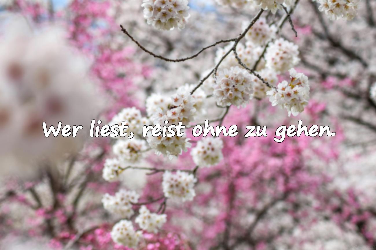 Sprüche über das Lesen von Büchern