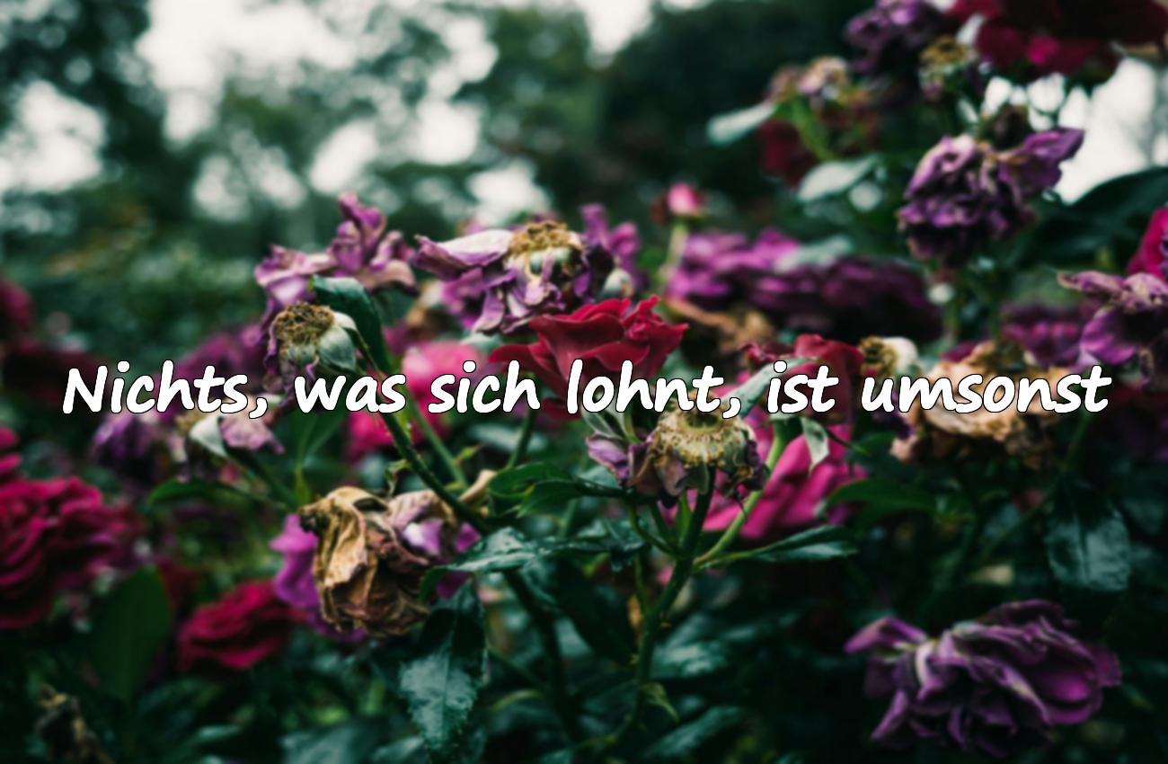 Sprüche über den Preis