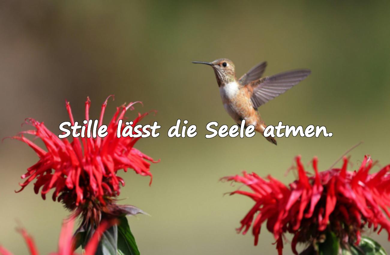 Sprüche über die Stille