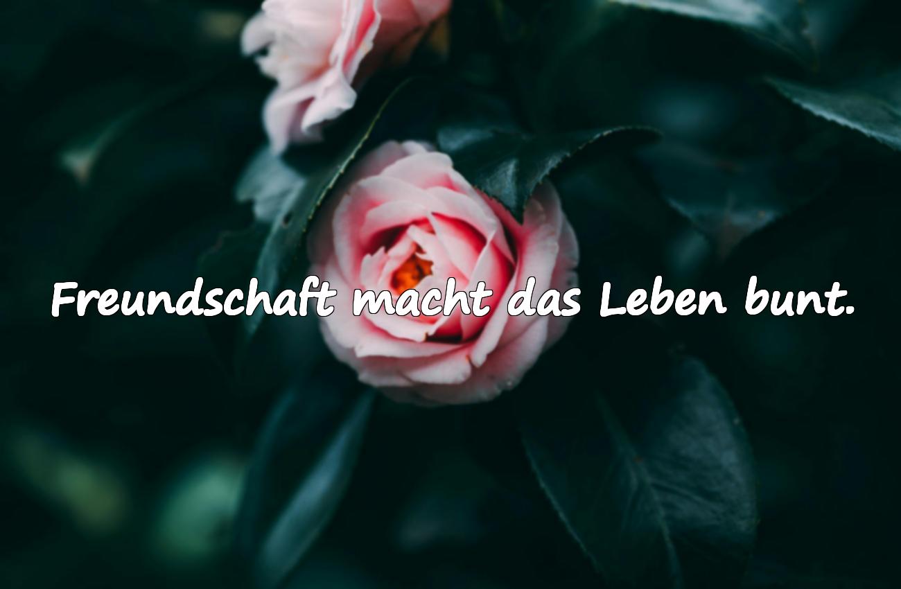 Sprüche über Freundschaft