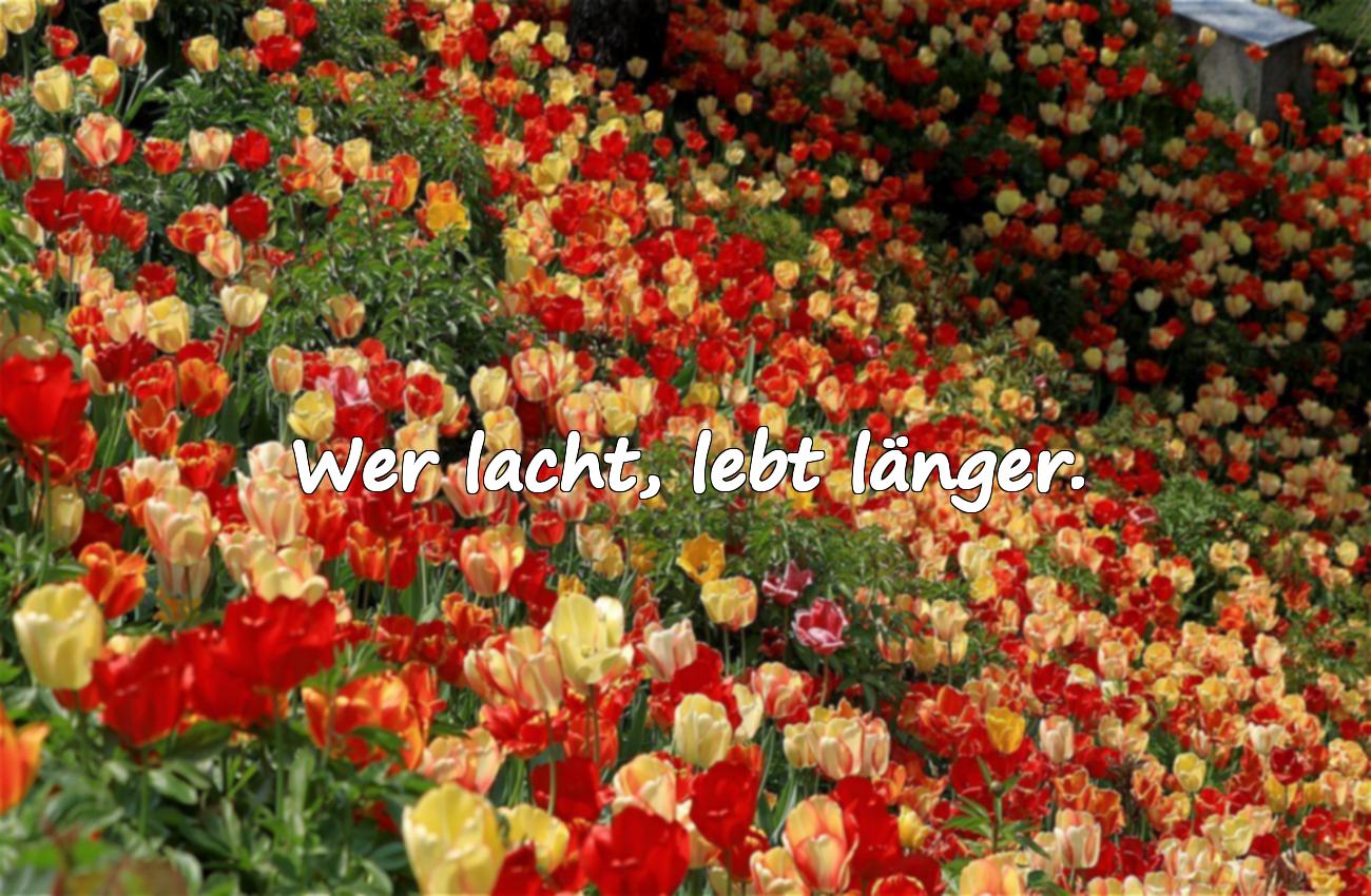 Sprüche über Lächeln, Lachen und Freude