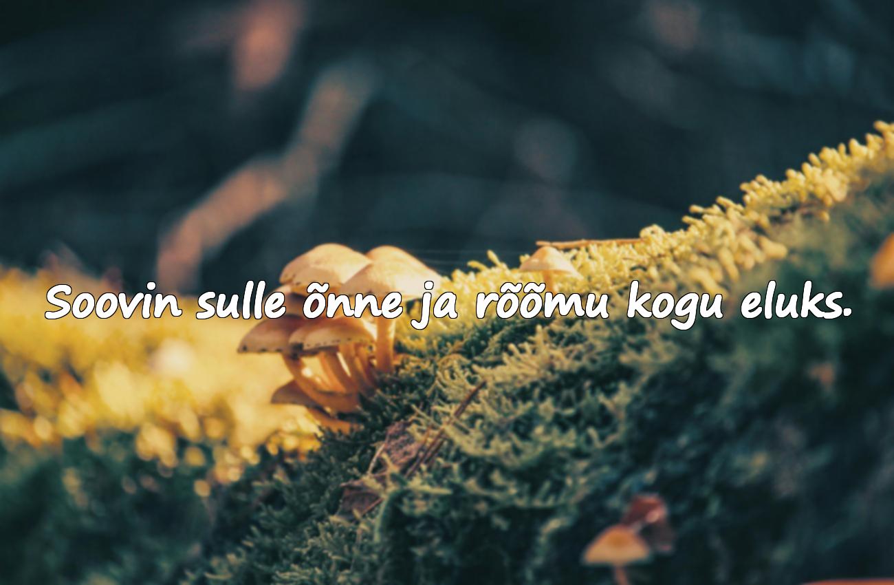 tsitaadid sünnipäevaks