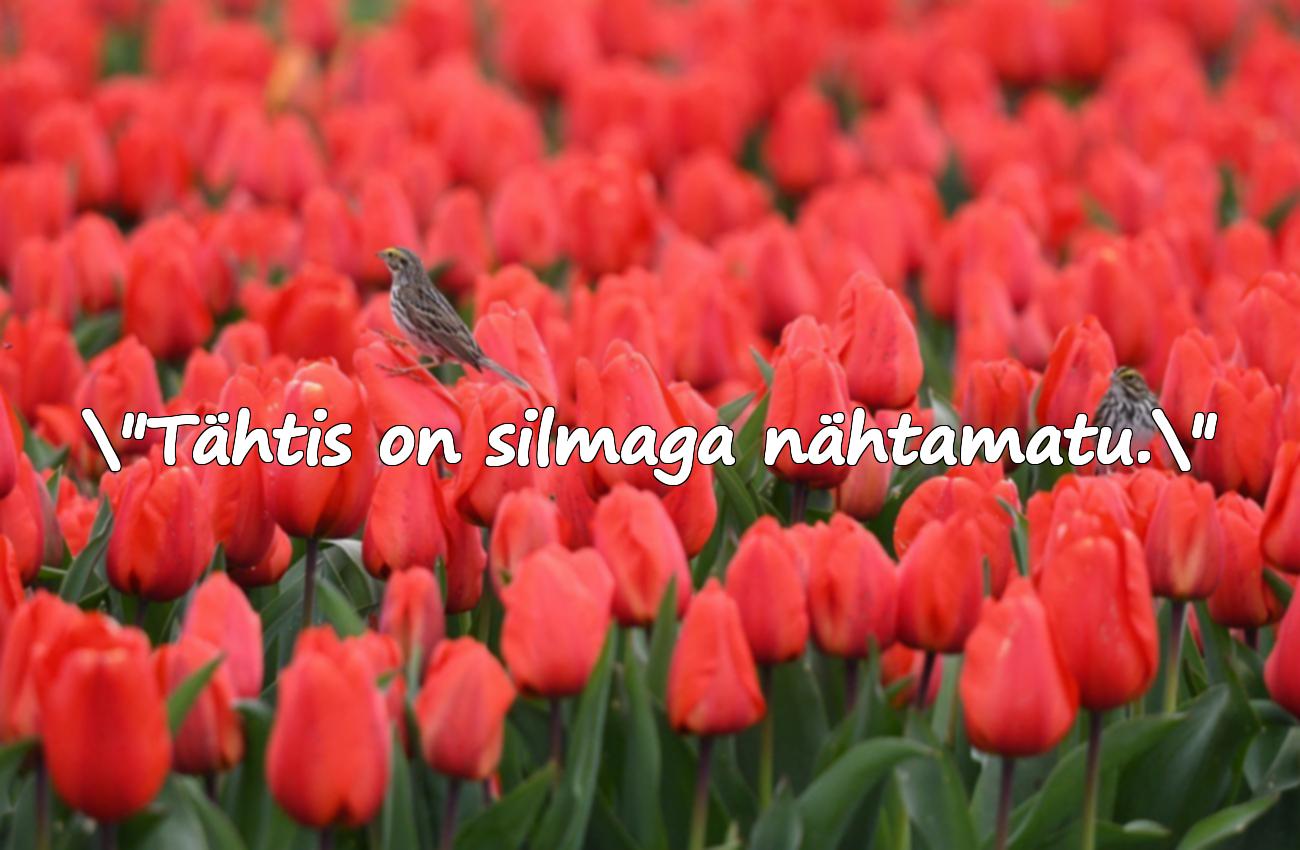 väike prints tsitaadid