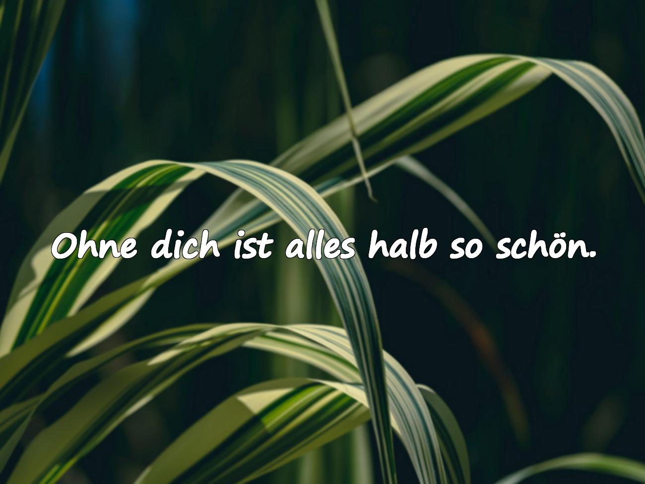 valentinstag sprüche