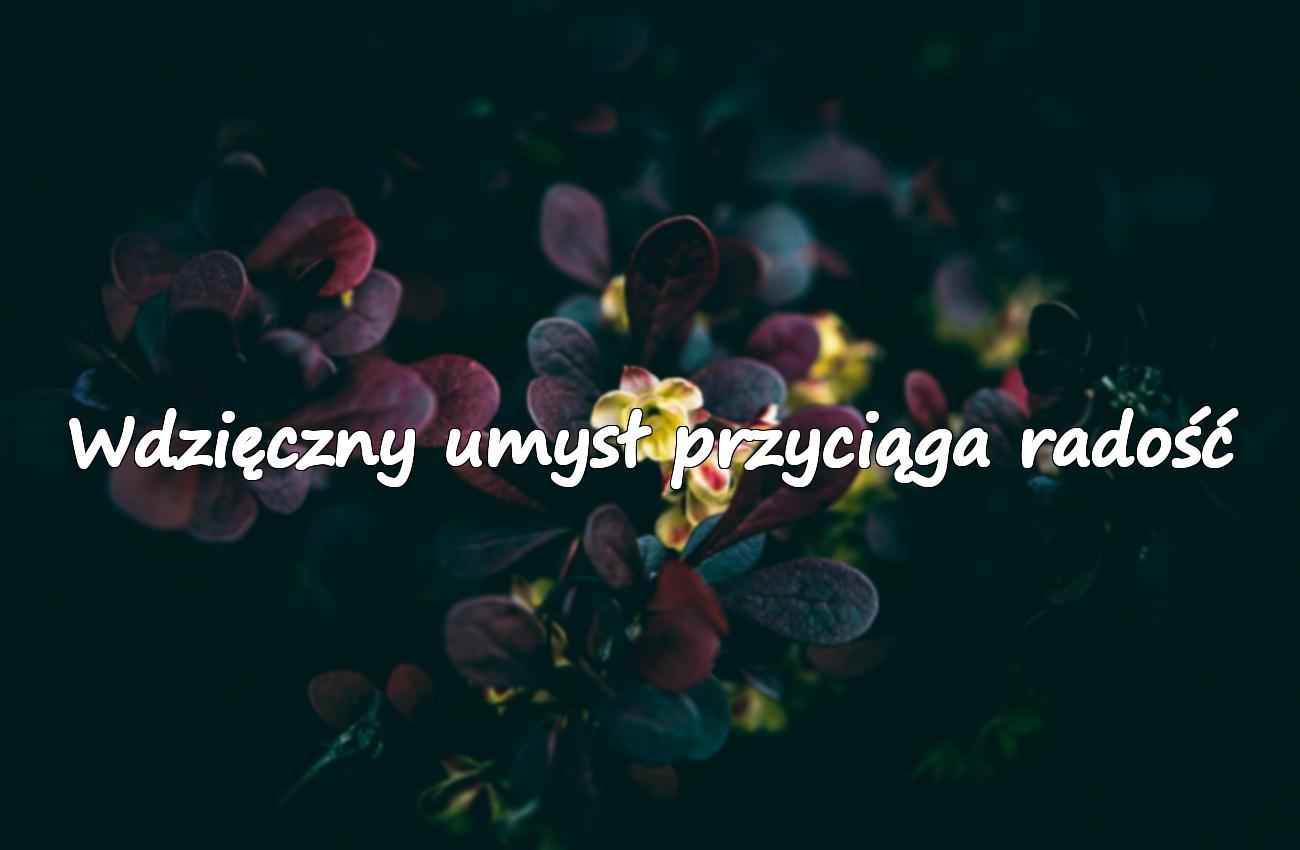 wdzięczność cytaty