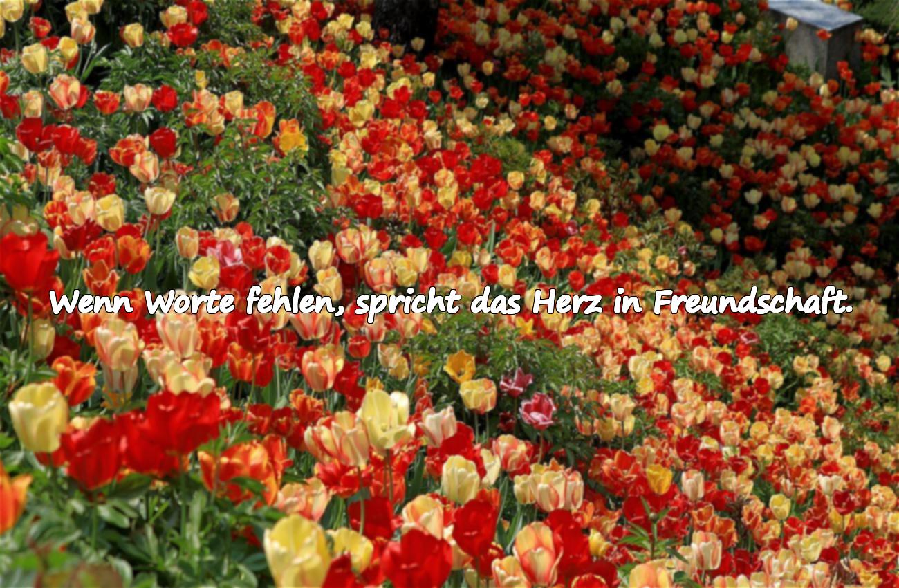 spruch freundschaft